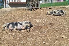 Schülerinnen und Schüler der 1D und 5A entspannen in der Sonne (oben rechts)